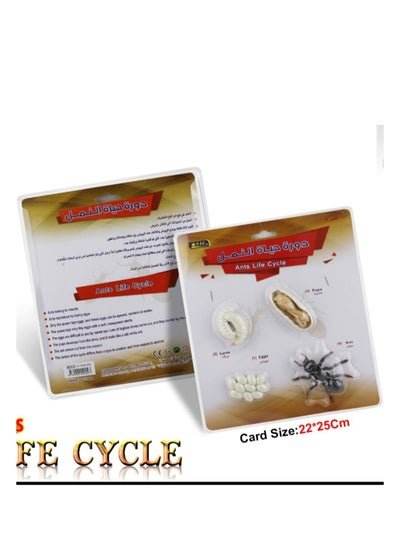 Educational ant life cycle model with visual stages for enhanced learning experience