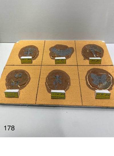 3D hooves school project featuring detailed animal print models on a display board