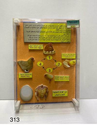 stages of chicken development 3D school project - Family book shop