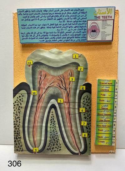 the teeth 3D school project - Family book shop