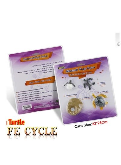 1 Pcs Educational Set Sea turtle life cycle - Family book shop