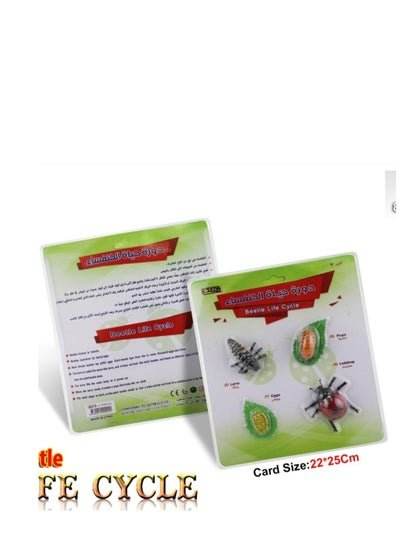 1 Pcs Educational Set, beetle life cycle - Family book shop