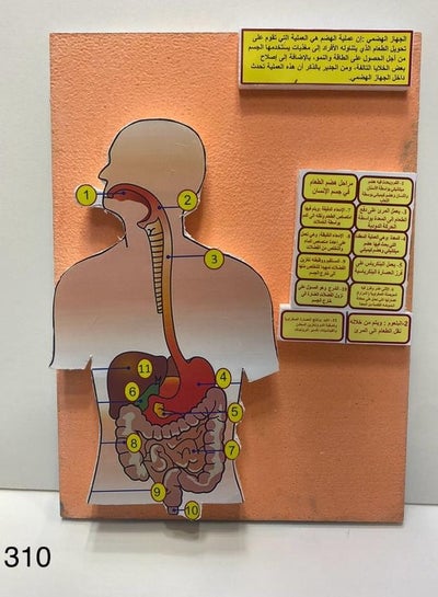 Digestive system 3D school project - Family book shop