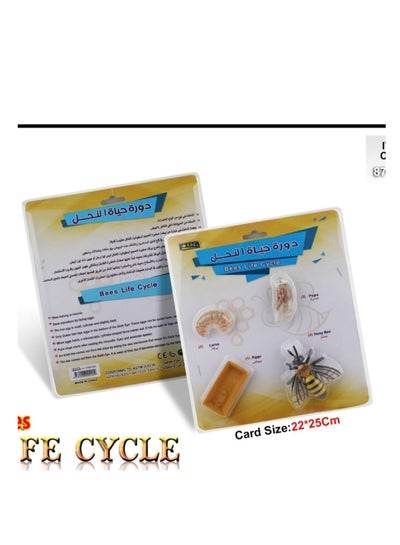 Educational Set, Stage beetle life cycle - Family book shop