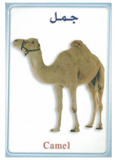 Pet Animals Flash Cards - Family book shop