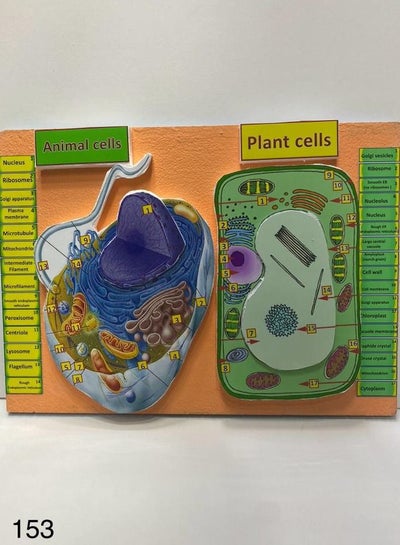 Plant and animal cell 3D school project - Family book shop