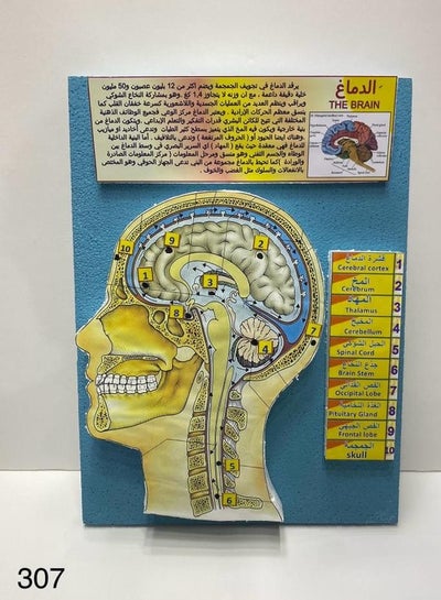 The brain model 3D school project AR - Family book shop