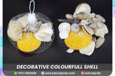 Decorative seashell collection featuring colorful shells arranged beautifully for home decor