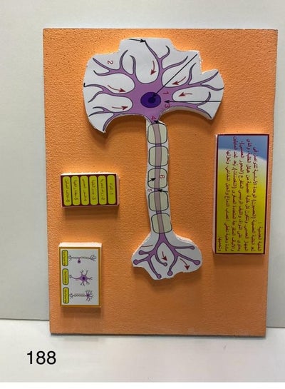 nerve cell 3D school project - Family book shop