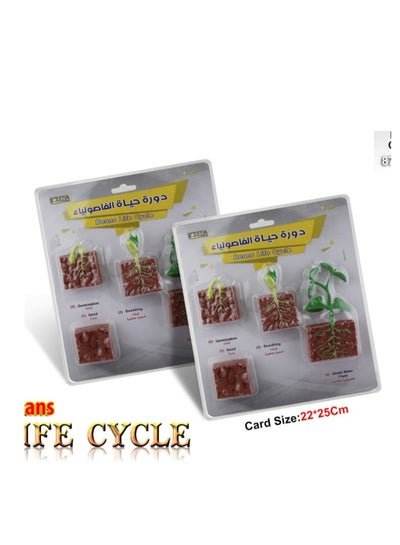 Plant Life Cycle Science Kit with Educational Cards Showing Stages of Growth and Development