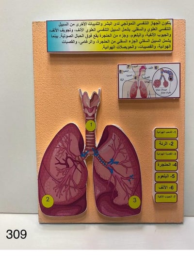 the lungs 3D school project - Family book shop