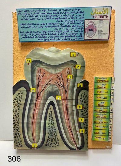 the teeth 3D school project - Family book shop